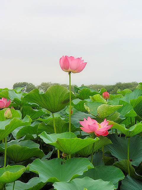 �A �n�X�̉ԁ@���Îs�������A�������݂��̐X