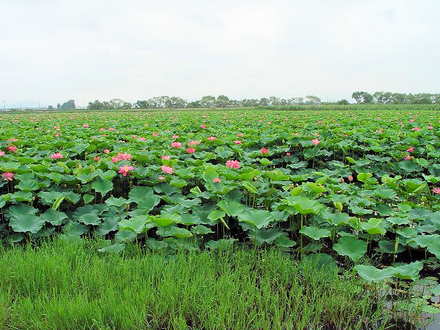 �@ �n�X�̌Q���@���Îs�������A�������݂��̐X