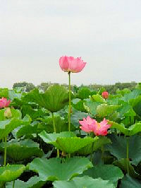 �s�n�X�t�@�N���b�N�Ŋg�傷��