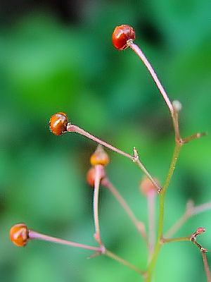 �n�[�����̎�