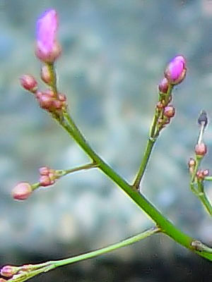 �n�[�������Q