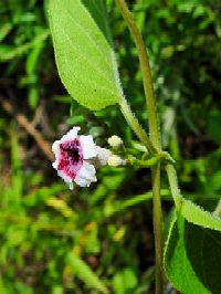 �s�w�N�\�J�Y���t�@�N���b�N�Ŋg�傷��