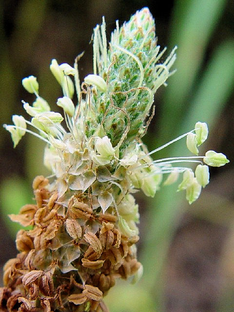 A ヘラオオバコ 花姿 八幡市 背割堤 Photo by Kohyuh 2004/06/24 A ヘラオオバコ 花姿 八幡市 背割堤 Photo by Kohyuh 2004/06/24