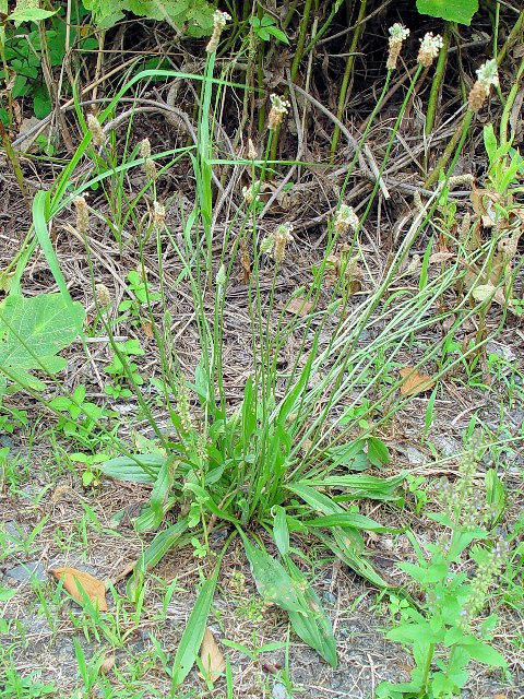 @ ヘラオオバコ 立ち姿 八幡市 背割堤 Photo by Kohyuh 2004/06/24 @ ヘラオオバコ 立ち姿 八幡市 背割堤 Photo by Kohyuh 2004/06/24