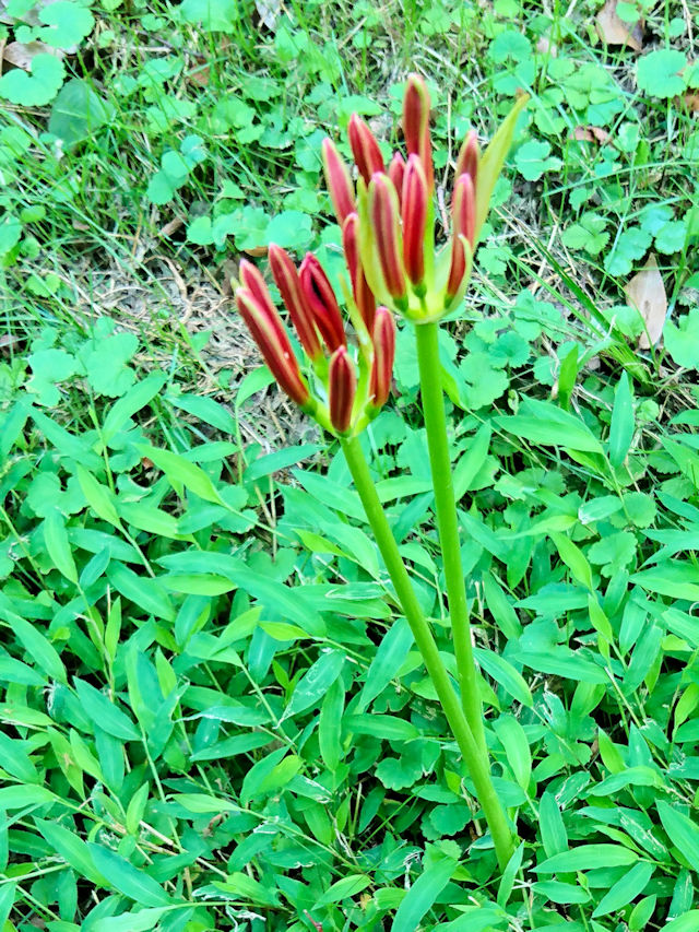  �q�K���o�i �i�S��-2�j�@�����s�@�w����@2019/09/24�@Photo by Kohyuh