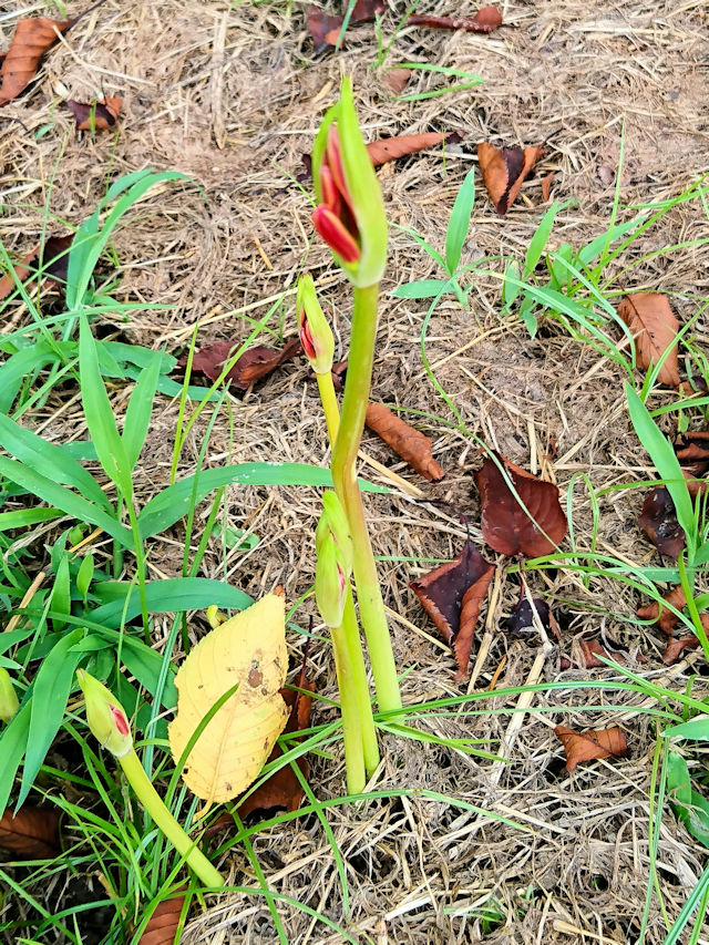  �q�K���o�i �i�S��-1�j�@�����s�@�w����@2019/09/24�@Photo by Kohyuh