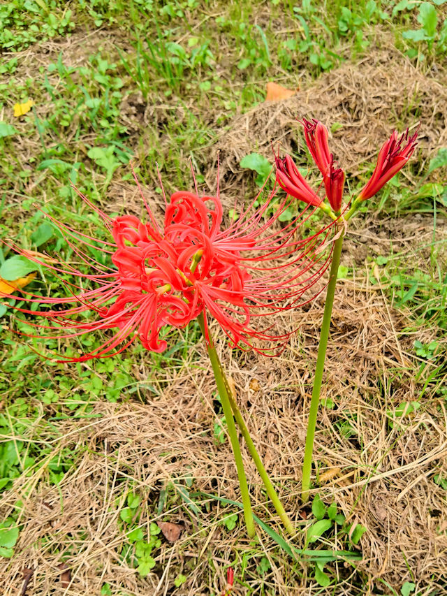  �q�K���o�i �i�S��-4�j�@�����s�@�w����@2019/09/24�@Photo by Kohyuh