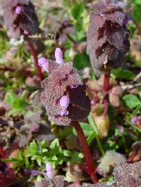 �s�q���I�h���R�\�E�t�@�ʐ^�̓N���b�N�Ŋg�傷��