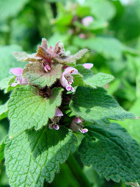 A ヒメオドリコソウ 花姿 八幡市 背割堤 2004/03/27 Photo by Kohyuh A ヒメオドリコソウ 花姿 八幡市 背割堤 2004/03/27 Photo by Kohyuh