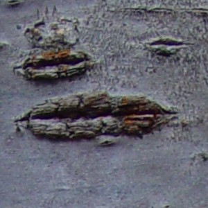 オオシマザクラの皮目