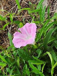 《ヒルガオ》　写真はクリックで拡大する