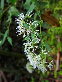 《ヒヨドリバナ》 写真はクリックで拡大する 《ヒヨドリバナ》 写真はクリックで拡大する