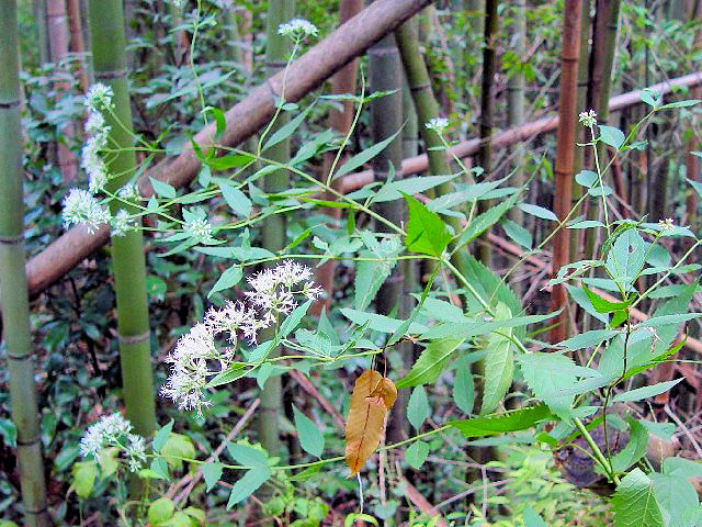B ヒヨドリバナ (草姿) 木津川市 浄瑠璃寺近郊 2004/09/19 Photo by Kohyuh