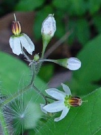 《ヒヨドリジョウゴ》　写真はクリックで拡大する