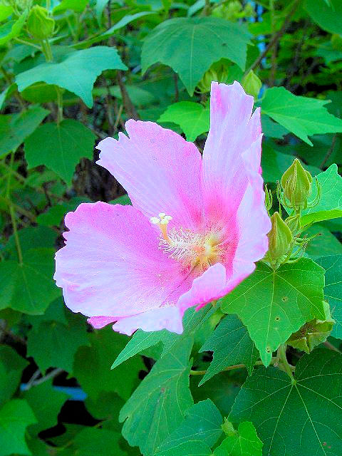 �@ �t���E�@�Ԏp�@�@���s�s�@����E�݁@2007/09/16�@Photo by Kohyuh