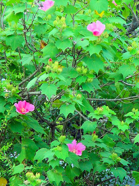 �A �t���E�@�����p�@�@���s�s�@����E�݁@2007/09/16�@Photo by Kohyuh