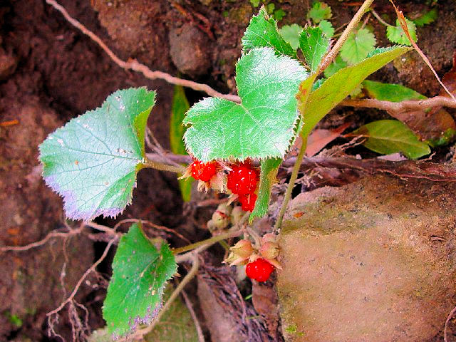 @ フユイチゴ 立ち姿 滋賀県東近江市 永源寺近郊 2004/11/07 Photo by Kohyuh