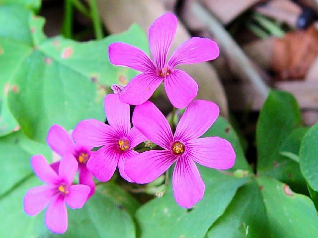 @ イモカタバミ 花姿 八幡市 松花堂 2004/06/27 Photo by Kohyuh @ イモカタバミ 花姿 八幡市 松花堂 2004/06/27 Photo by Kohyuh
