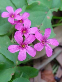 《イモカタバミ花姿》　写真はクリックで拡大する