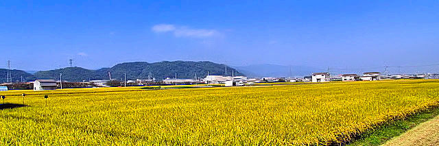 刈入れのとき 戸津 八幡市 2011/10/06 Photo by Kohyuh