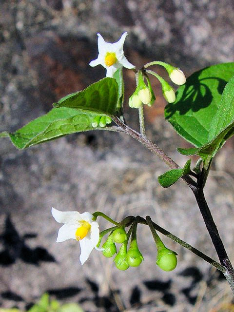 �@ �C�k�z�I�Y�L�@�Ԏp�@�����s�@�j�R�@2007/10/20�@Photo by Kohyuh