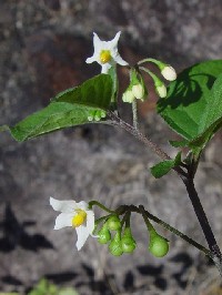 《イヌホオズキ》　写真はクリックで拡大する