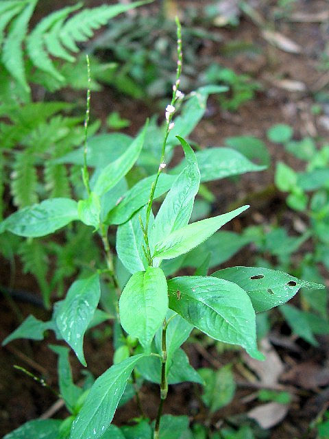 �A �C�k�^�f�@�t�p�@�ؒÎs�@�����̗��@�@Photo by Kohyuh�@2004/09/19