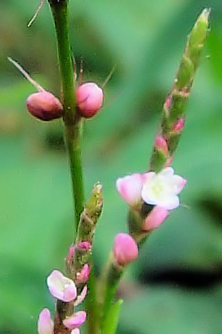 �C �C�k�^�f�@�Ԏp�@�ؒÎs�@�����̗��@�@Photo by Kohyuh�@2004/09/19