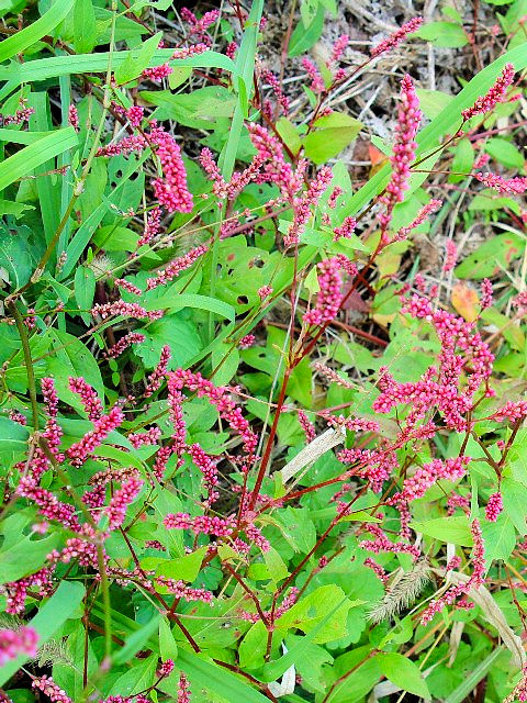 �@ �C�k�^�f�@�����p�@�����s�@�w����@�@Photo by Kohyuh�@2007/11/15