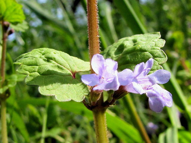 A カキドオシ 花・葉・茎 男山 八幡市 2010/04/29 Photo by Kohyuh A カキドオシ 花・葉・茎 男山 八幡市 2010/04/29 Photo by Kohyuh