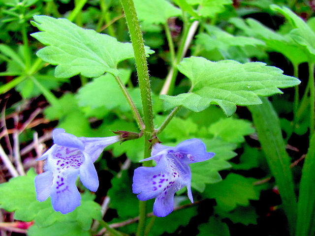 C カキドオシ 花・葉・茎 男山 八幡市 2010/04/29 Photo by Kohyuh C カキドオシ 花・葉・茎 男山 八幡市 2010/04/29 Photo by Kohyuh