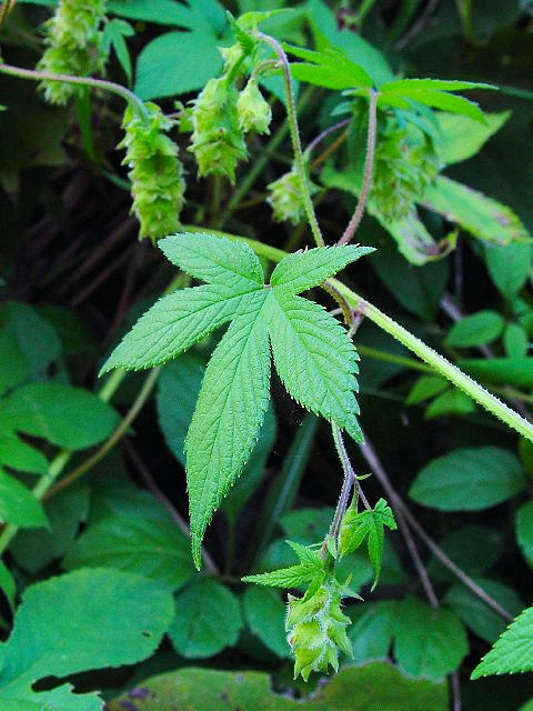 �A �J�i���O���@�t�p�@�@�����s�@�w����@2007/11/15�@Photo by Kohyuh