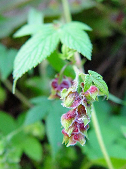 �@ �J�i���O���@�Ԏp�@�@�����s�@�w����@2007/11/15�@Photo by Kohyuh