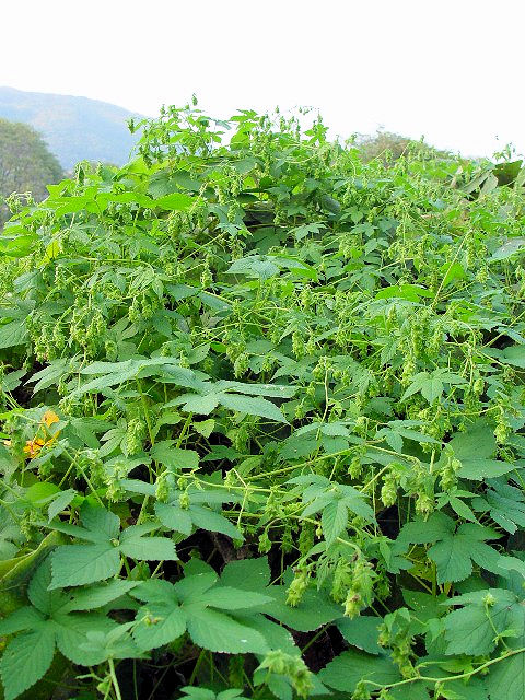 �B �J�i���O���@�����p�@�@�����s�@�w����@2007/11/15�@Photo by Kohyuh