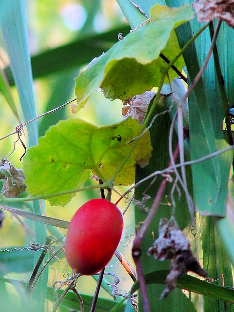 �@ �J���X�E���@���p�@�@�����s�@�w����@2007/11/15�@Photo by Kohyuh