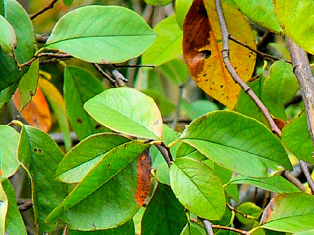 �B �J�����@�t�p�@�����s�@�j�R�@2007/11/09�@Photo by Kohyuh