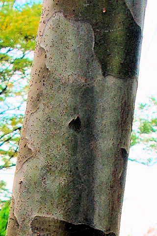 �C �J�����@���p�@�����s�@�j�R�@2007/11/09�@Photo by Kohyuh