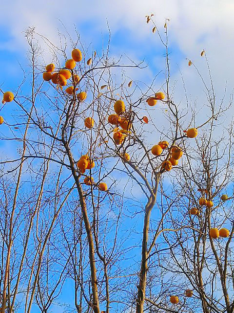 �A �J�����@�����p�@�����s�@�j�R�@�@2007/12/15�@Photo by Kohyuh