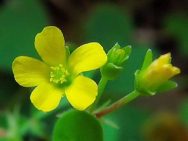 �@ �J�^�o�~�@�Ԏp�@���s�@��`�쒹�����@2004/09/12�@Photo by Kohyuh