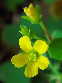 《カタバミ花姿》　写真はクリックで拡大する