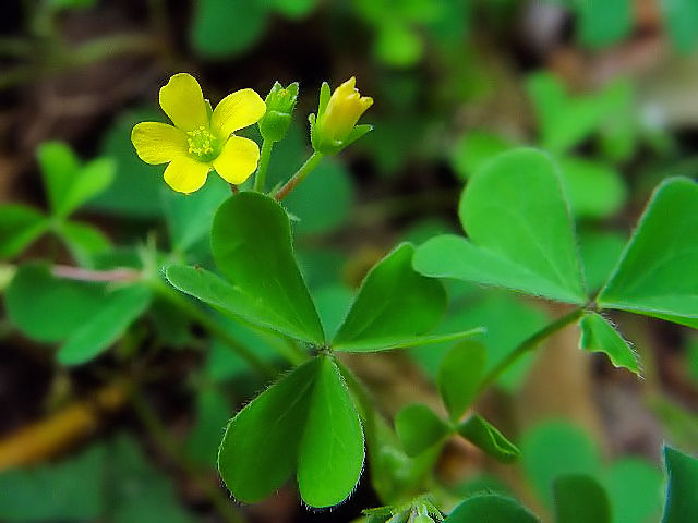 �A �J�^�o�~�@�����p�@���s�@��`�쒹�����@2004/09/12�@Photo by Kohyuh