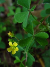 《カタバミ葉姿》　写真はクリックで拡大する