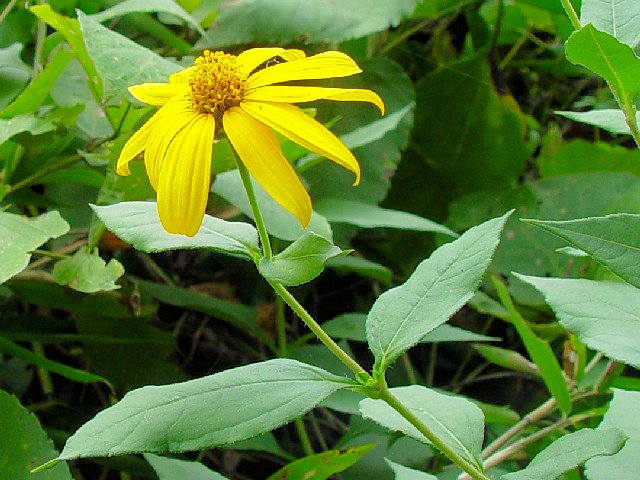 @ キクイモ (花姿) 万灯呂山 Photo by Kohyuh 2007/09/23 @ キクイモ (花姿) 万灯呂山 Photo by Kohyuh 2007/09/23