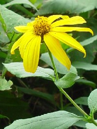 《キクイモ》 写真はクリックで拡大する