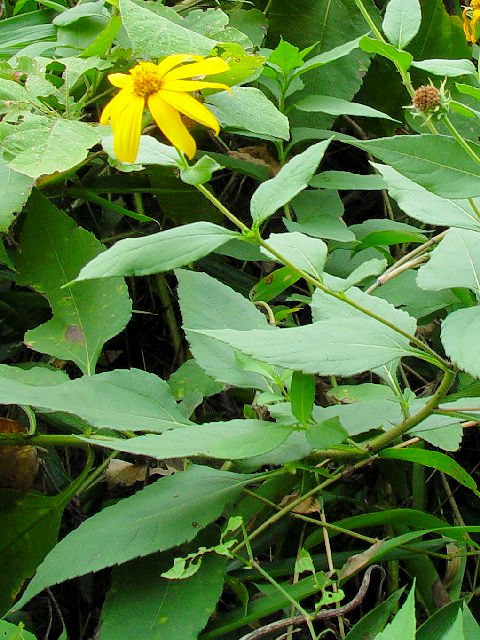 A キクイモ (立ち姿) 京都府井手町 万灯呂山 Photo by Kohyuh 2007/09/23 A キクイモ (立ち姿) 京都府井手町 万灯呂山 Photo by Kohyuh 2007/09/23