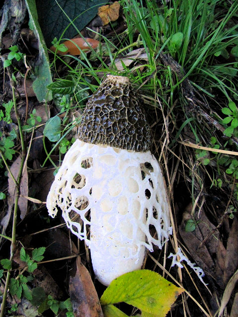 D キヌガサタケ 八幡市 男山 Photo by Kohyuh 2013/11/14 D キヌガサタケ 八幡市 男山 Photo by Kohyuh 2013/11/14