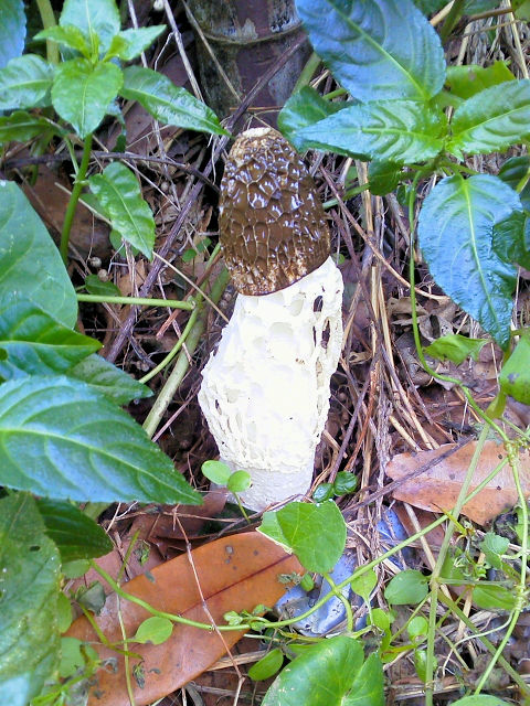 A キヌガサタケ 八幡市 男山 Photo by Kohyuh 2013/10/31 A キヌガサタケ 八幡市 男山 Photo by Kohyuh 2013/10/31