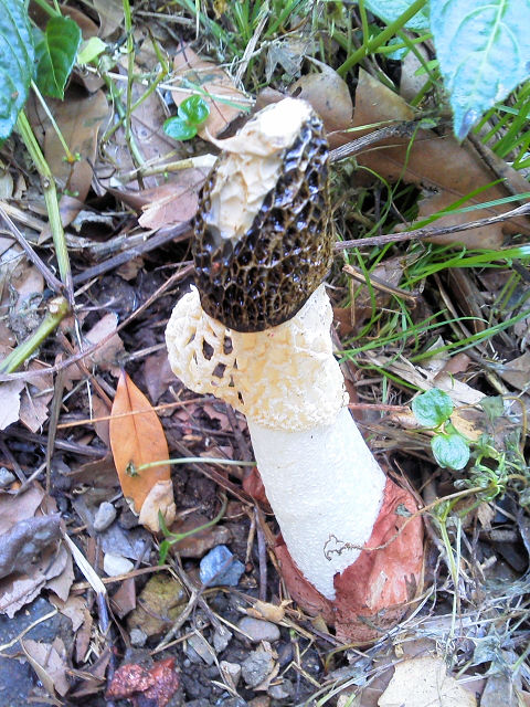 B キヌガサタケ 八幡市 男山 Photo by Kohyuh 2013/10/31 B キヌガサタケ 八幡市 男山 Photo by Kohyuh 2013/10/31