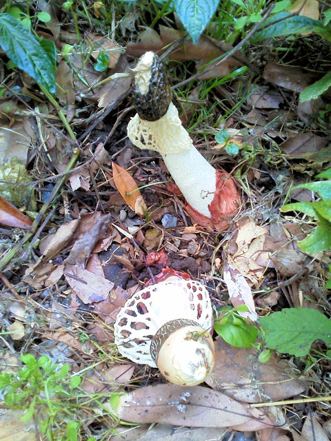 C キヌガサタケ 八幡市 男山 Photo by Kohyuh 2013/10/31 C キヌガサタケ 八幡市 男山 Photo by Kohyuh 2013/10/31