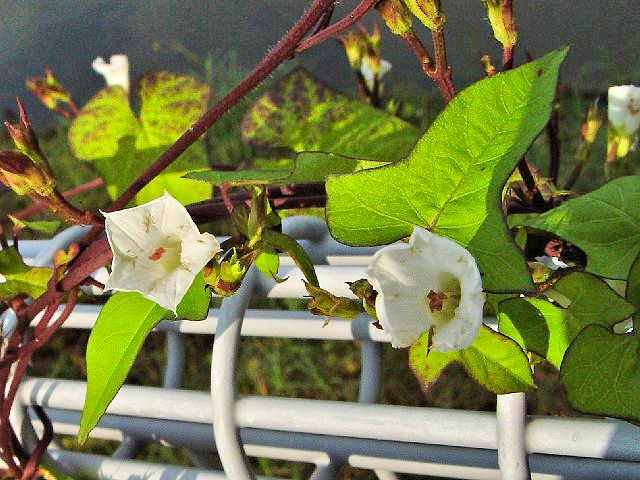 コヒルガオ 八幡市 大谷川 2004/09/24 Photo by Kohyuh コヒルガオ 八幡市 大谷川 2004/09/24 Photo by Kohyuh